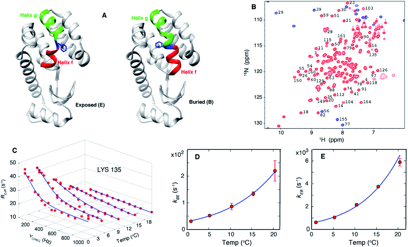 Atomistic picture of conformational exchange in a T4 lysozyme cavity