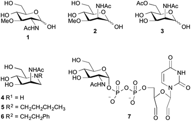 Inhibition of the key enzyme of sialic acid biosynthesis by C6-Se modified N -acetylmannosamine ...