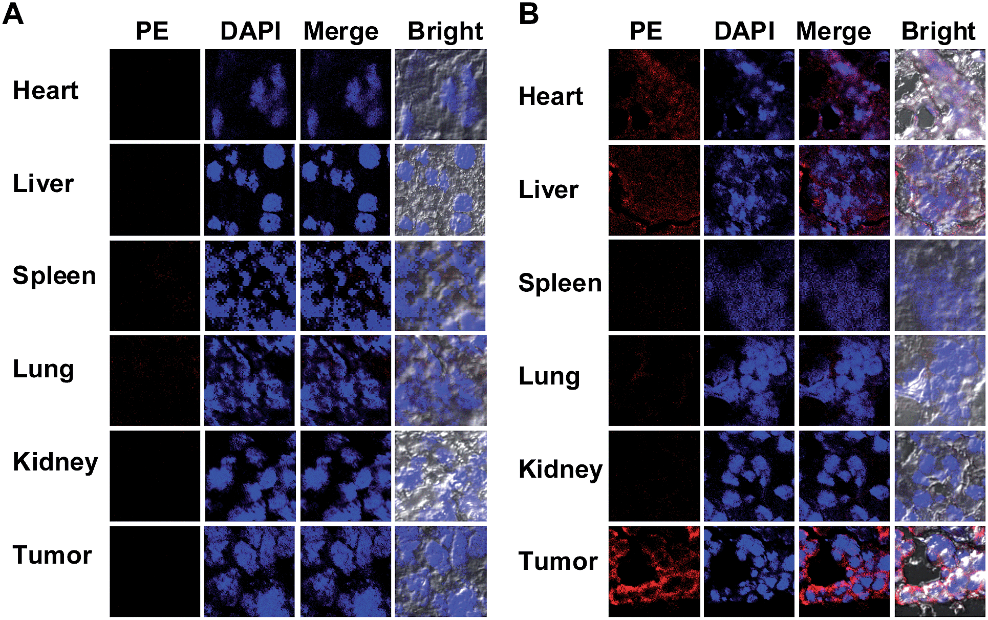 redirecting immunity