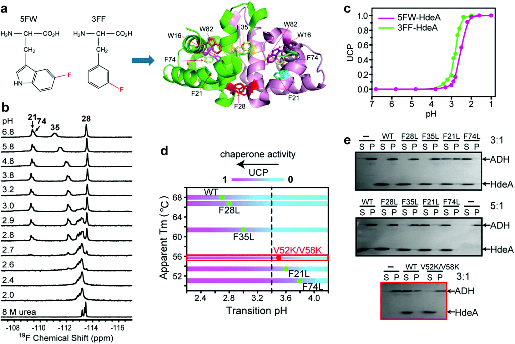 Roles Of Structural Plasticity In Chaperone HdeA Activity Are Revealed ...