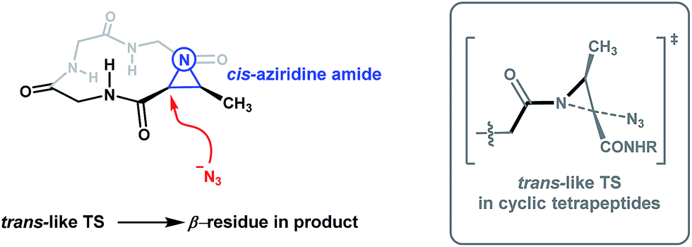 the reactivity and conformational control of cyclic tetrapeptide