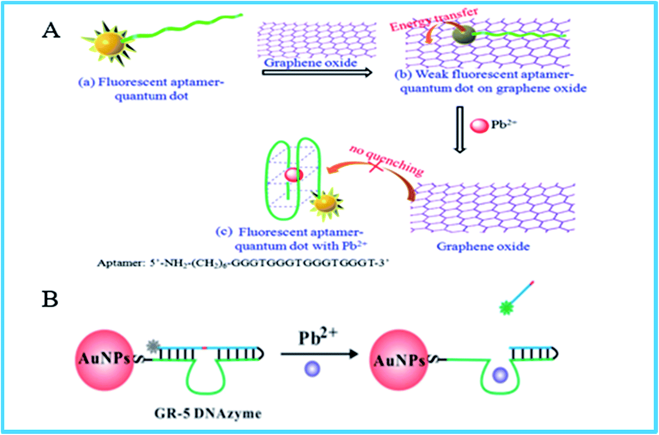 aptamer, aptamer-based biosensors for detection of lead