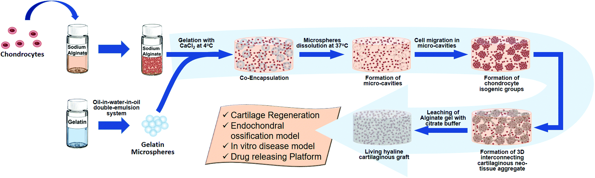 Inability to synthesise hyaline cartilage