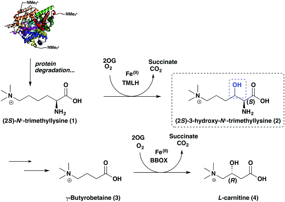 Human carnitine biosynthesis proceeds via (2 S ,3 S )3hydroxy N ε