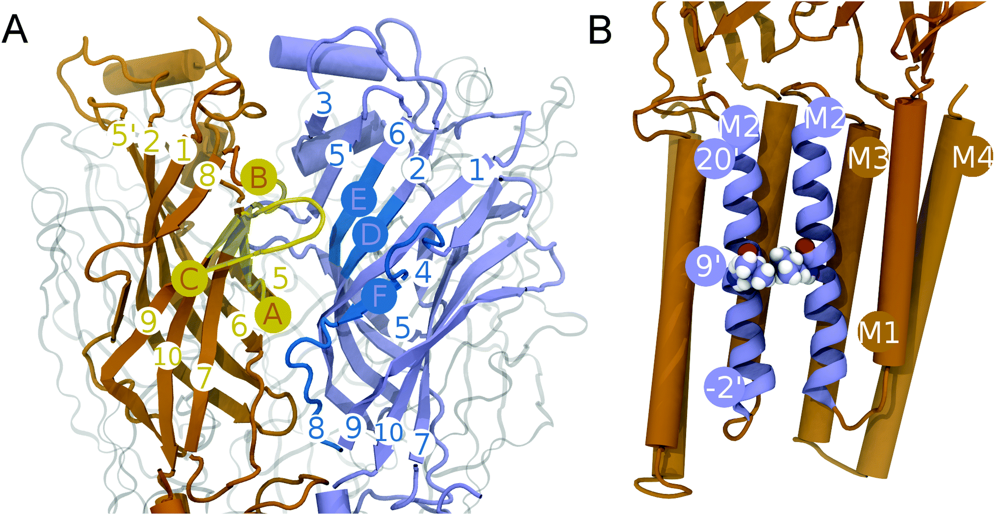 binding site opening by loop c shift and chloride ion pore bollan branch sheets