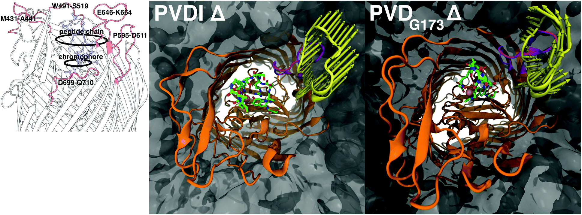 4731 best graphic design images impact of iron coordination isomerism on pyoverdine recognition by 4731 best graphic design images impact of iron coordination isomerism on pyoverdine recognition by