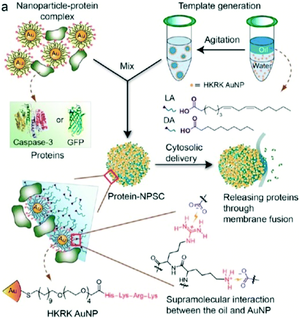 fusion based release of proteins directly into a cell"s cytosol