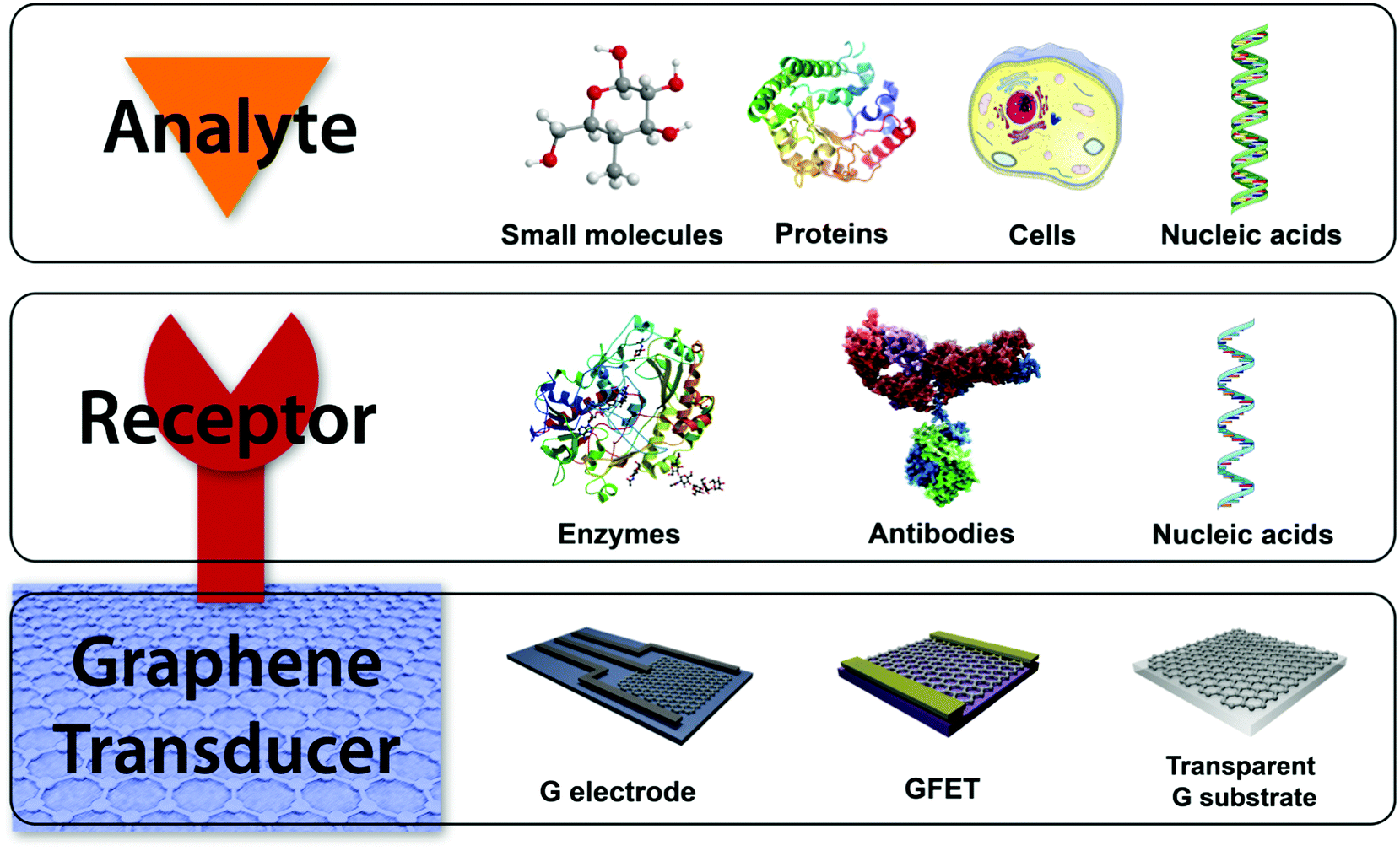 Promises, facts and challenges for graphene in biomedical applications