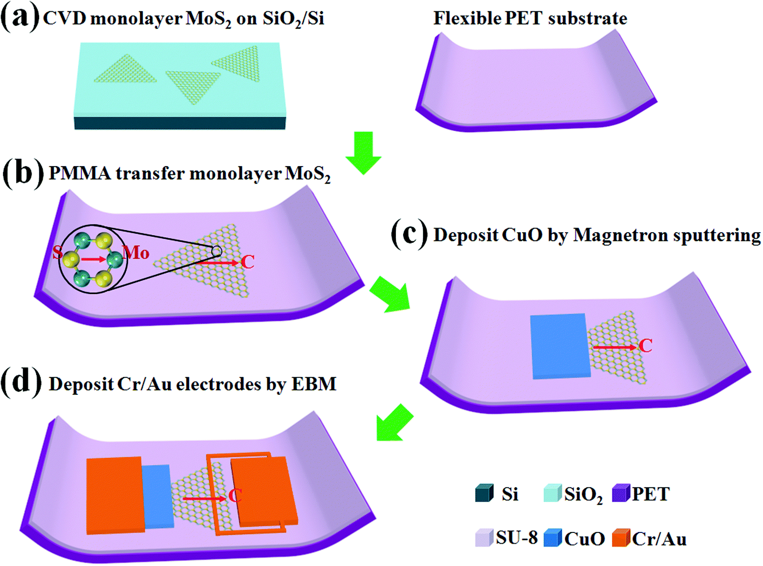 A flexible pCuO/nMoS 2 heterojunction photodetector with enhanced