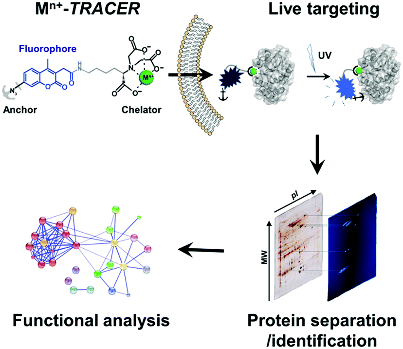 integration of fluorescence imaging with proteomics