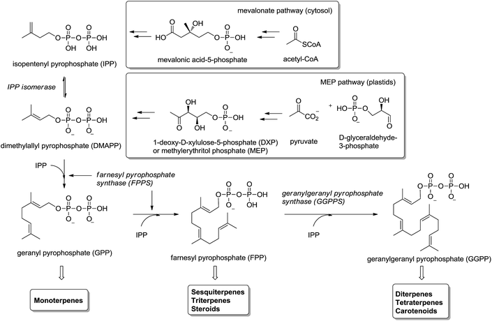 whereas in mammals and yeast ipp is synthesized in the cytosol