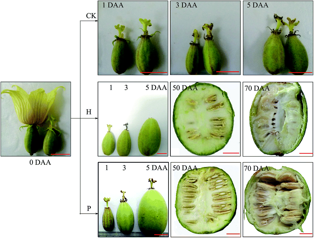Days post anthesis