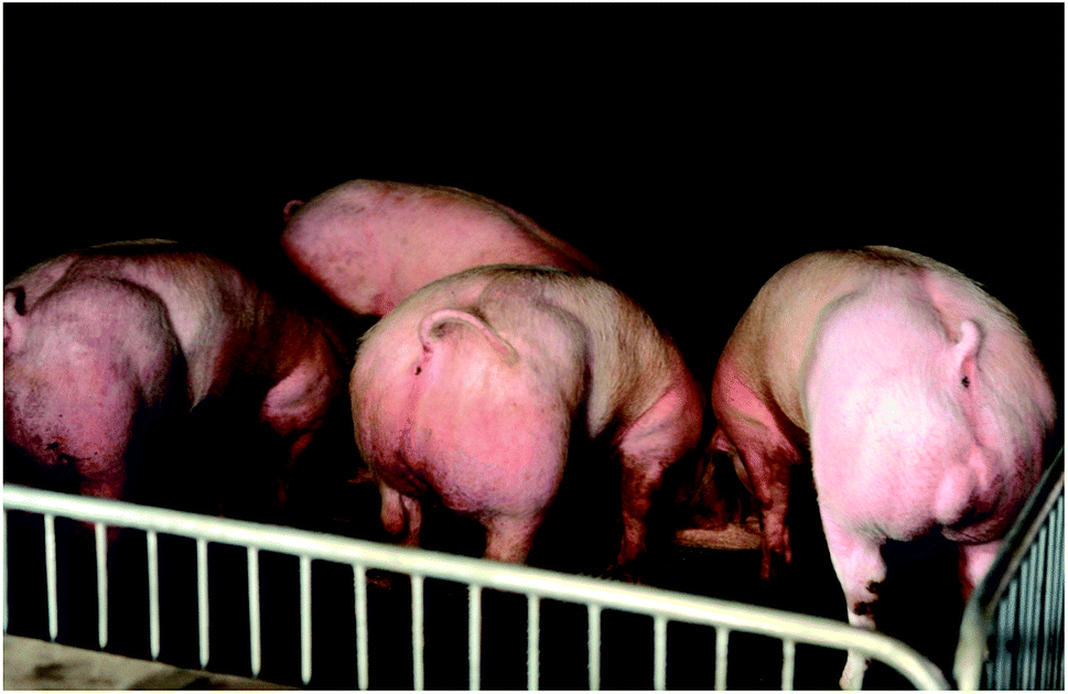 Adult cloning dna assured, that Seems Adult cloning dna remarkable, valuable