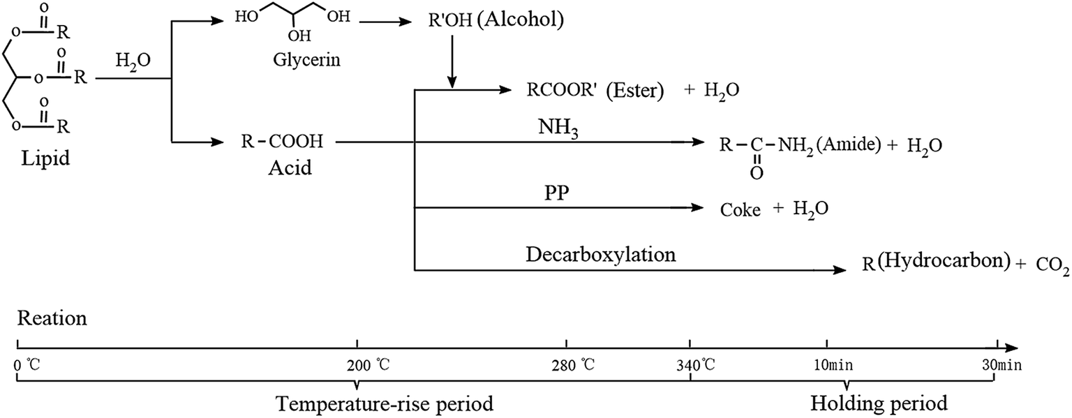 glycerol molecule,sugarmolecule fatty acids, while glycerol hydrolysis produced small molecule