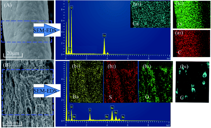 sem-eds test of the surfaces of alf (a) and caf (b)
