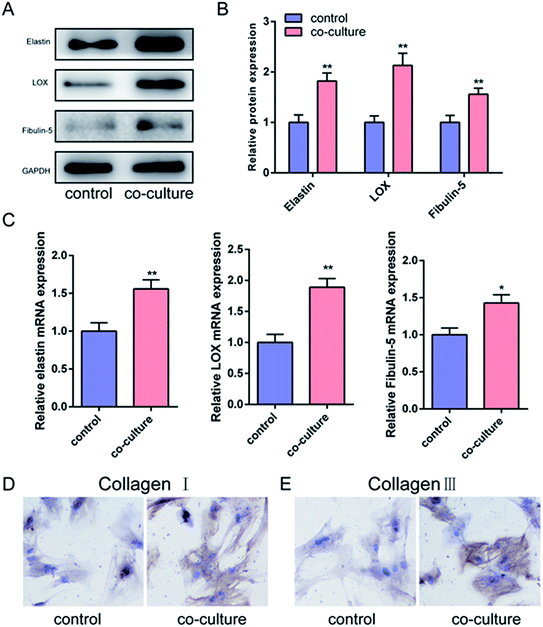 the effect of a human acellular amniotic membrane