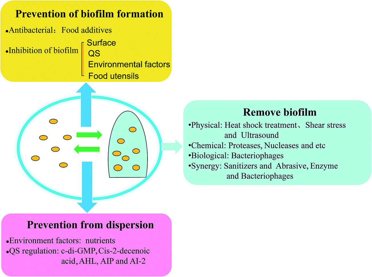 biofilm formation and control strategies of foodborn