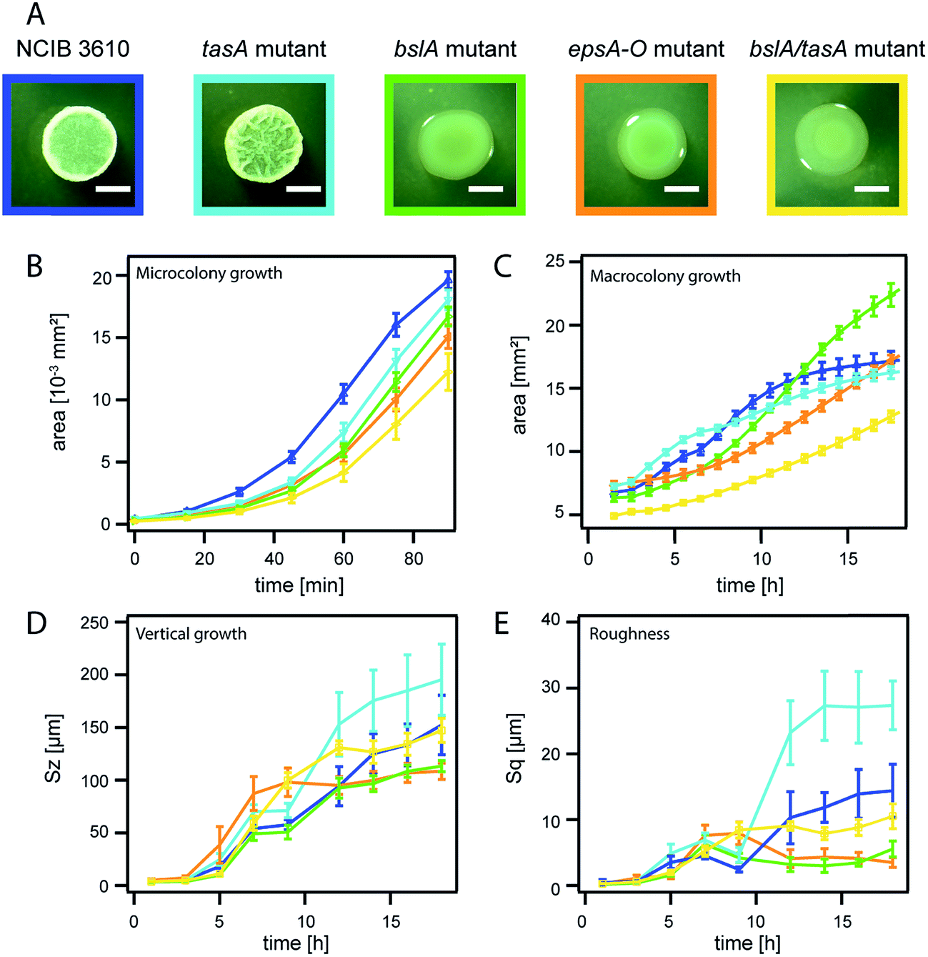 Matrix composition determines the dimensions of Bacillus subtilis NCIB