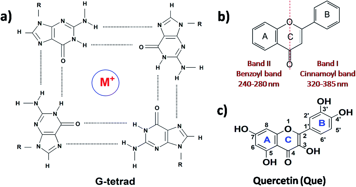 structure of (a) g-tetrad, (b) flavonoid backbone and (c)