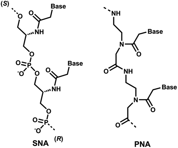 antisense oligonucleotide modified with serinol nucleic acid