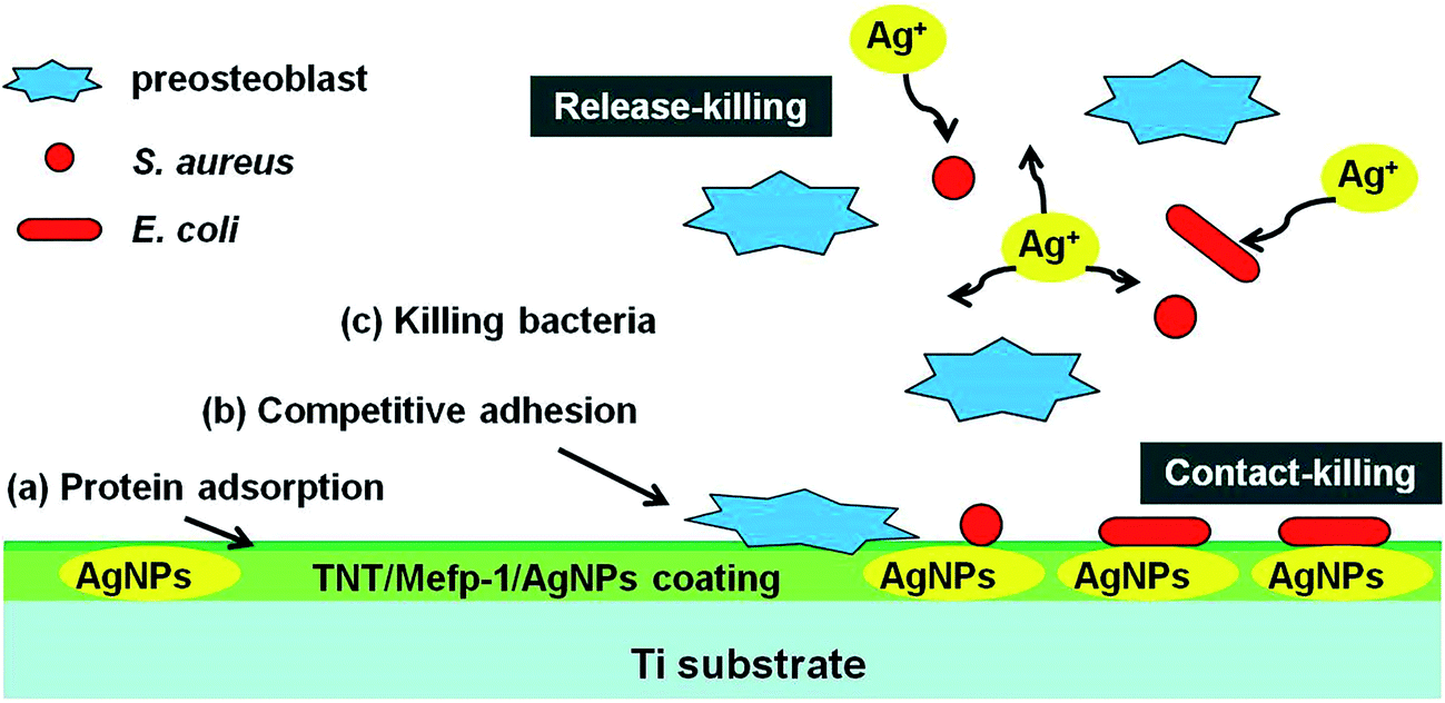 antibacterial and cytocompatible agnps constructed wi