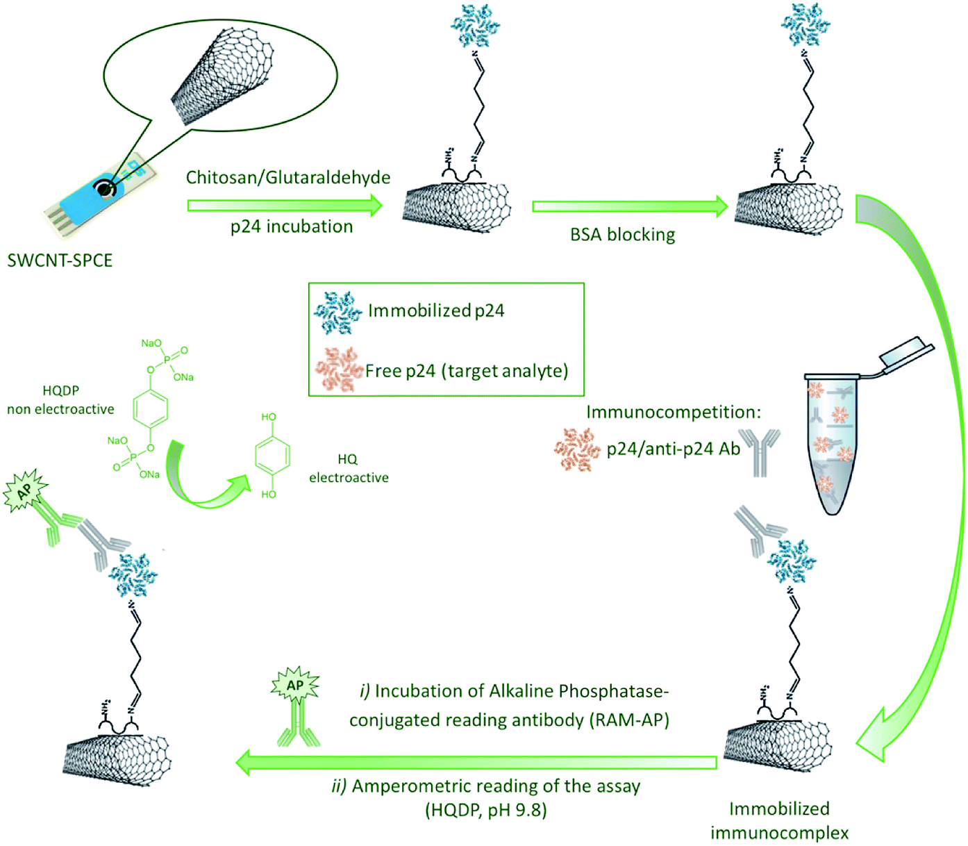 immunosensor for determination of hiv-related p24 capsid