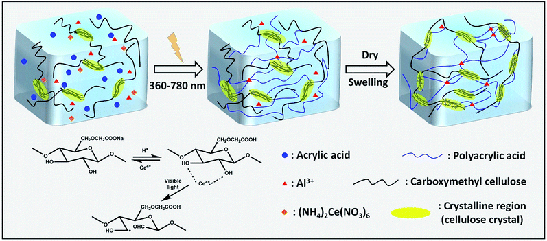 a high modulus hydrogel obtained from hydrogen bond