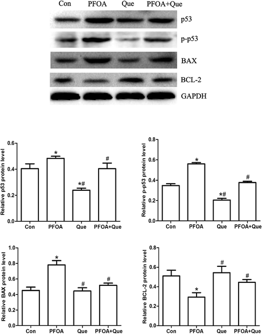 glucocorticoid,noradrenaline attenuation of perfluorooctanoic acid-induced testicul