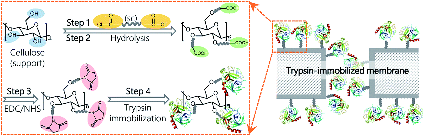 a novel strategy to immobilize enzymes on microporous membranes