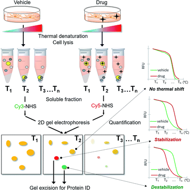 denaturation,specificity label-free target identification using in-gel fluo
