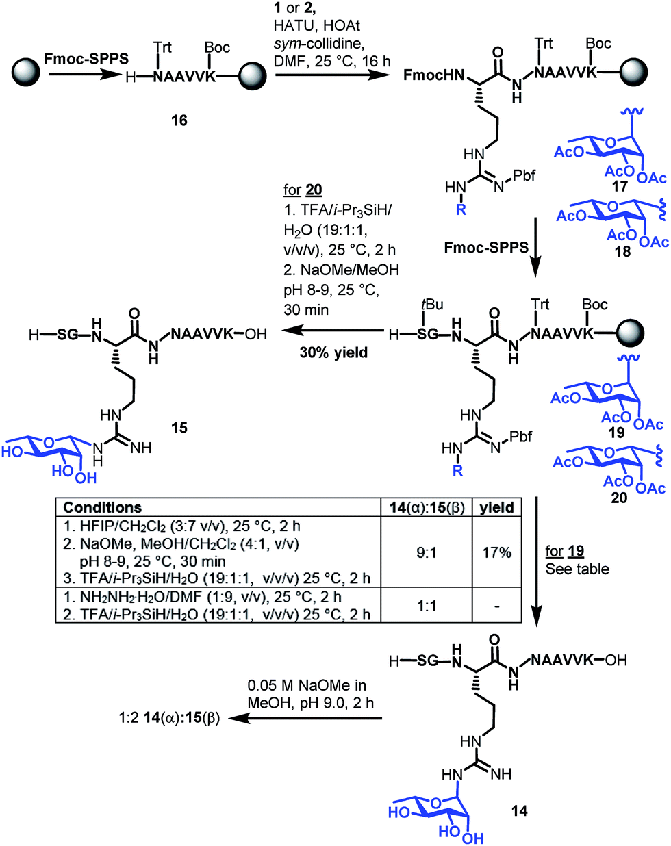 synthesis of rhamnosylated arginine glycopeptides a