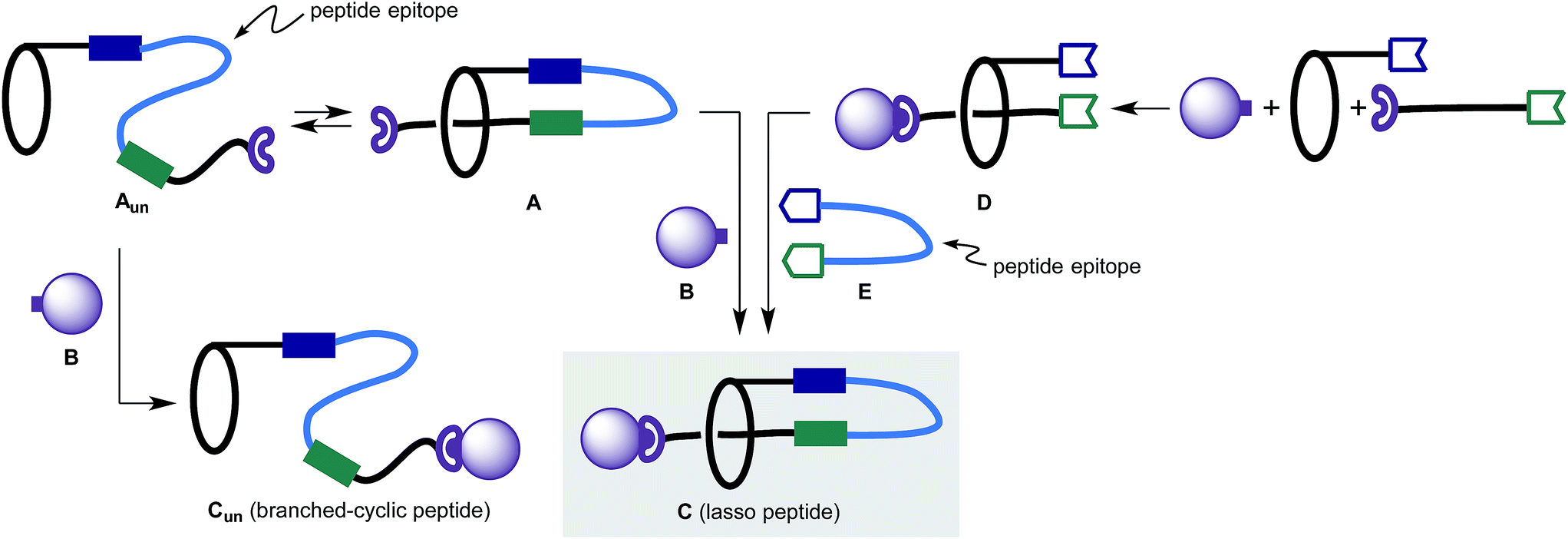 b3 adrenoreceptor