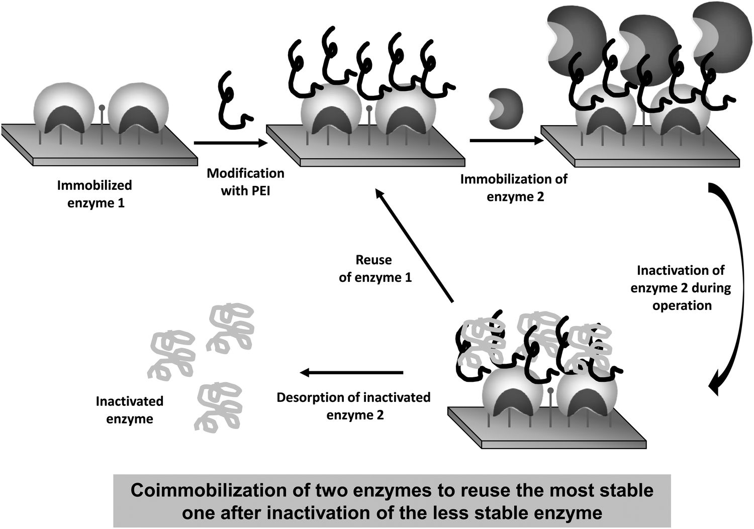 immobilized enzyme analysis Catalytic biofunctional membranes containing site-specifically immobilized enzyme arrays: separations (affinity membranes), analysis. immobilized enzyme analysis Catalytic biofunctional membranes containing site-specifically immobilized enzyme arrays: separations (affinity membranes), analysis.
