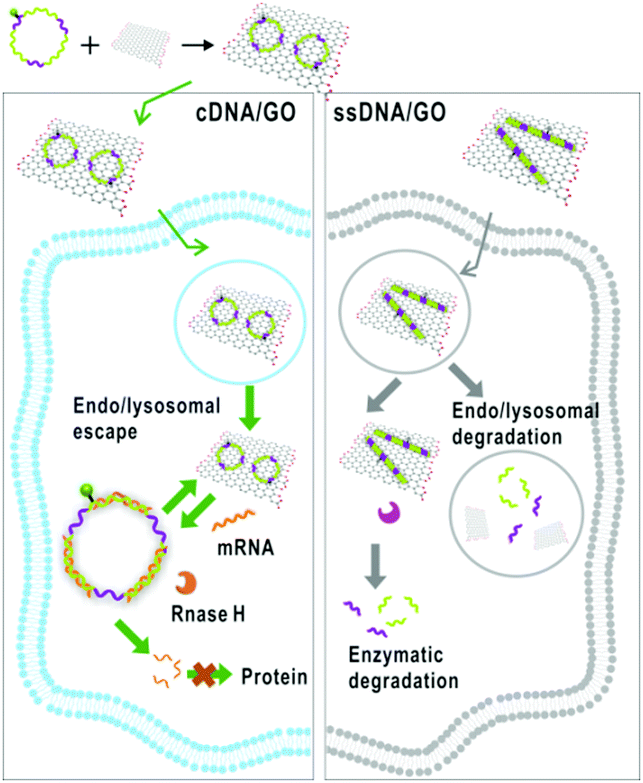 Schematic of the circular DNA cDNA/GO graphene oxide platform fabrication for intracellular mRNA messenger RNA imaging and gene therapy.