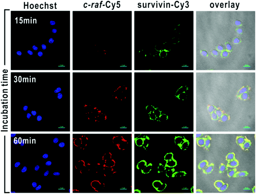 survivin和c-raf靶向cDNA/GO处理HeLa细胞获得CLSM图像，用于细胞内双链mRNA成像