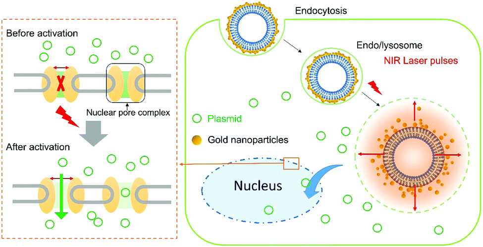 A diagram showing nanomechanical transduction. A gold-coated nanoparticle liposome enters the cell and, upon activation by a laser pulse, creates nanobubbles which causes mechanical disruptions in the cell and increased permeability of the nuclear membrane so molecules such as plasmids can enter. 