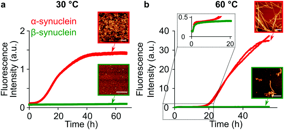 synuclein, kinetic barriers to msynuclein protofilament formation and