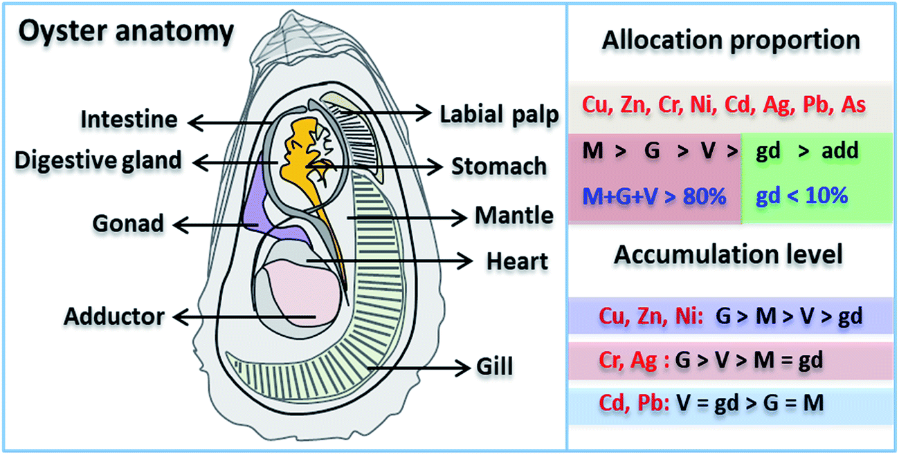 Trace metals in oysters molecular and cellular mechanisms and