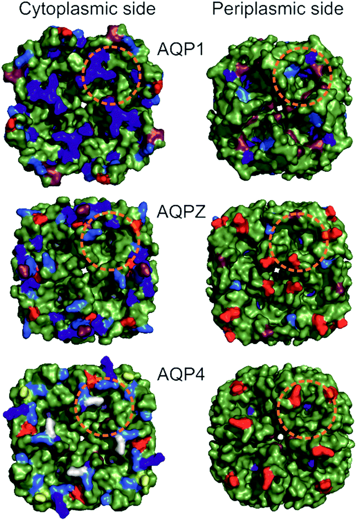 2 comparison of periplasmic and cytoplasmic aqp surfaces.