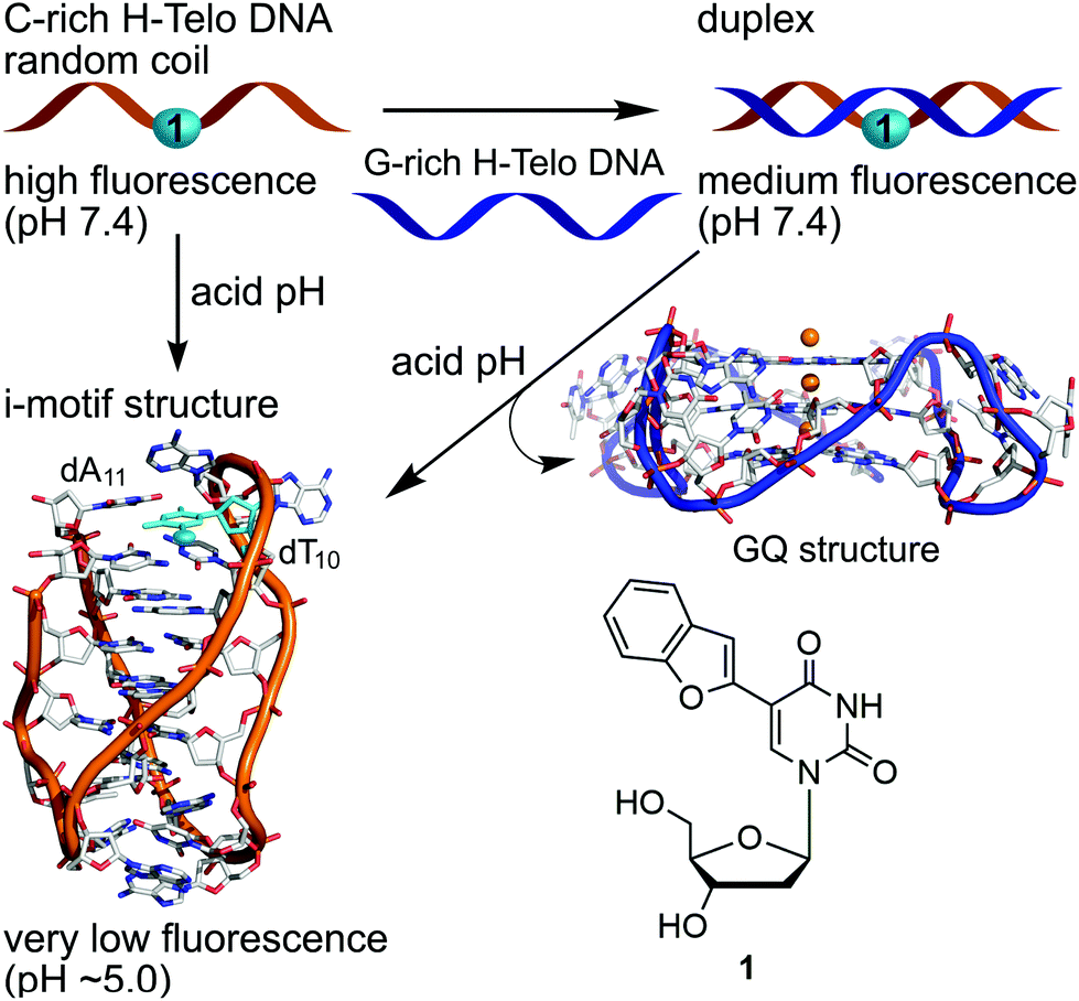 probing the competition between duplex and g-quadruplex/i-motif