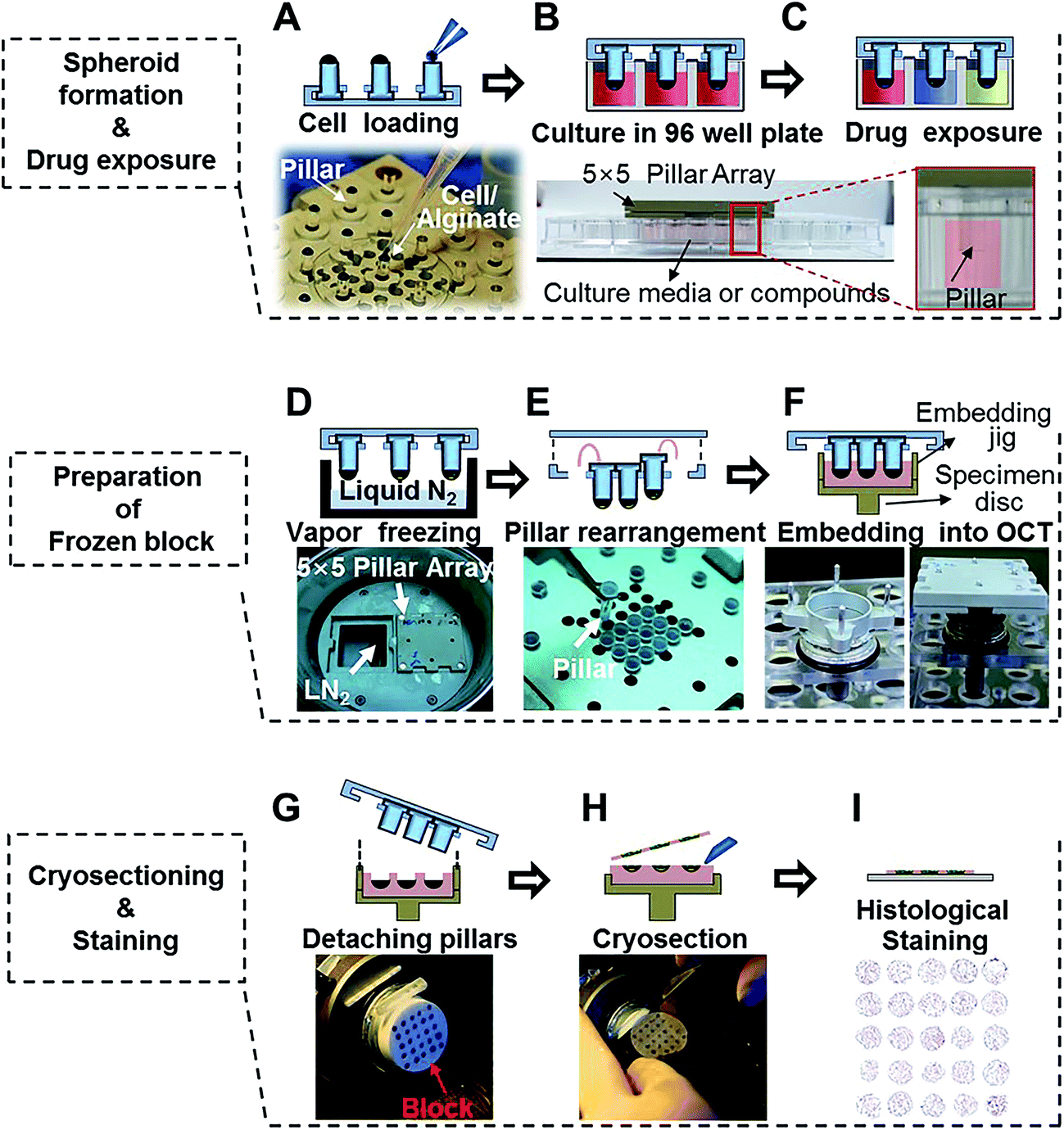 (c) exposing 3d-cultured tumor spheroids to drugs by immersing