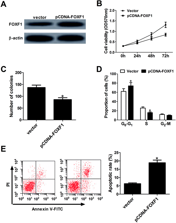 facilitates,superficial long non-coding rna pvt1 facilitates cell proliferation by
