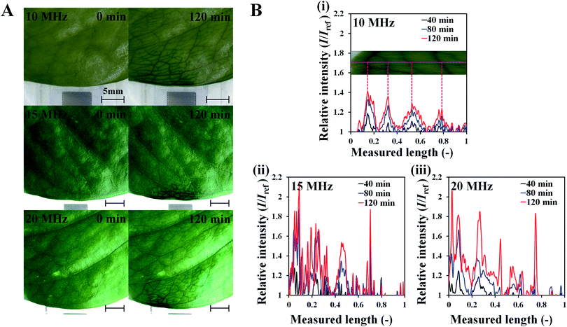 enhancement of plant leaf transpiration with effective use of