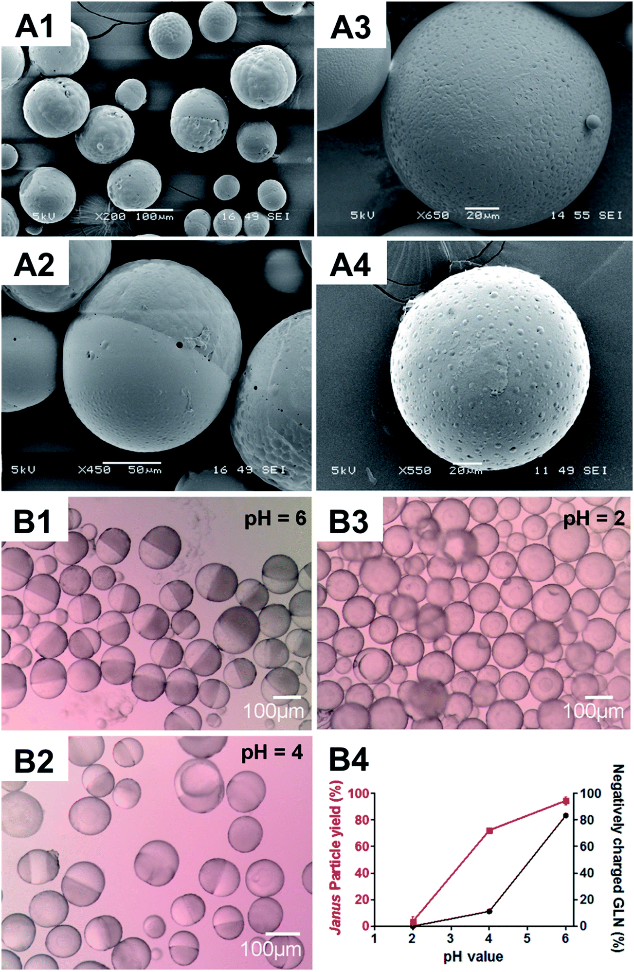 microparticles fabricated at the plga/pcl weight ratio