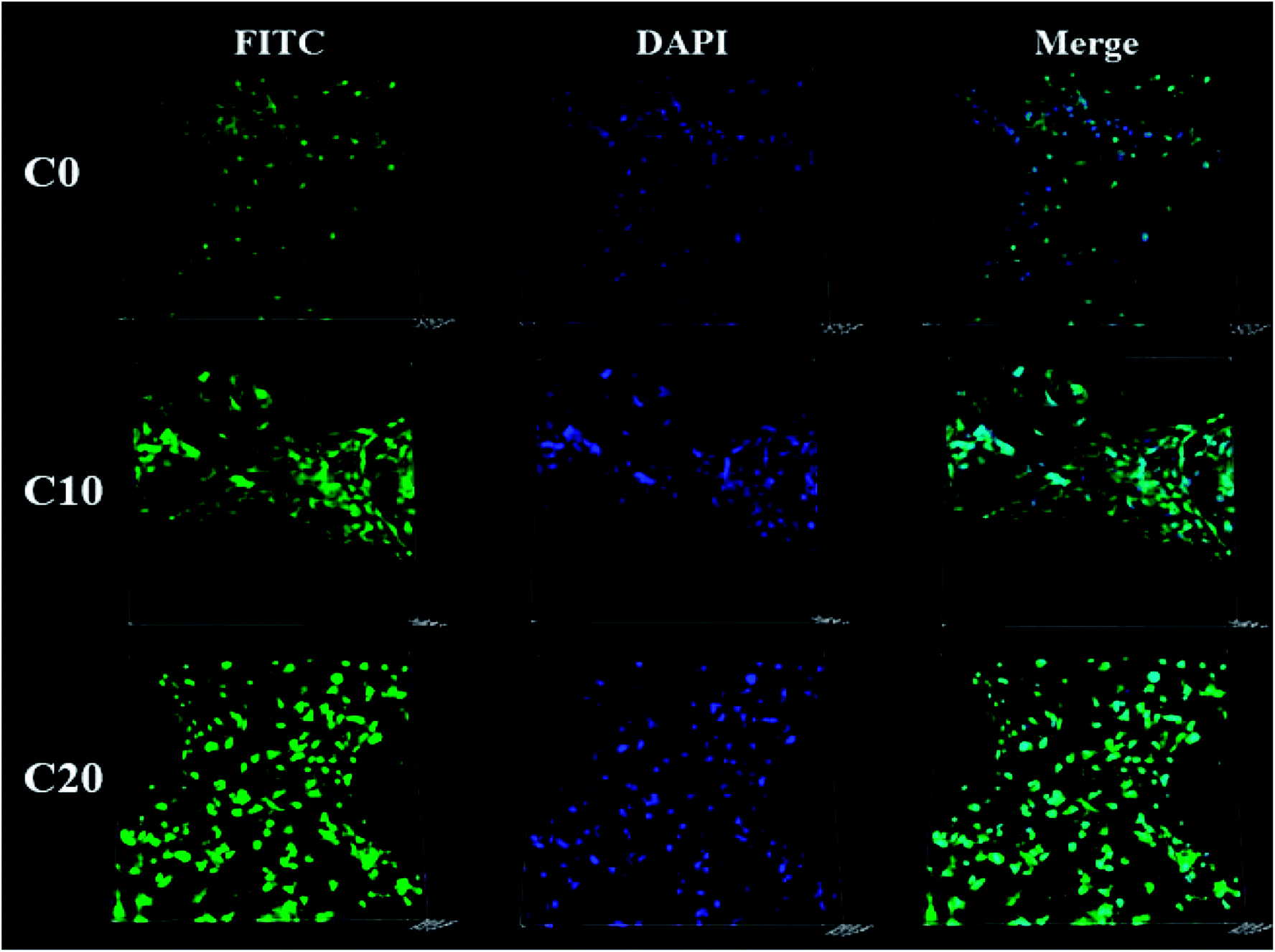 Zein regulating apatite mineralization degradability in vitro 5 CLSM images of the MC3T3 E1 cells cultured on C0 C10 and C20 scaffolds for 12 h