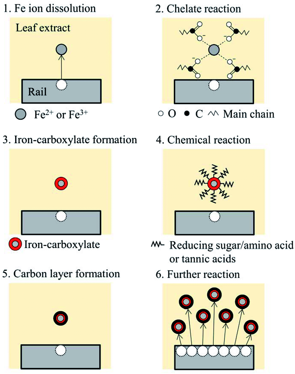 then, the dissolved fe ions form a chelate structure with the