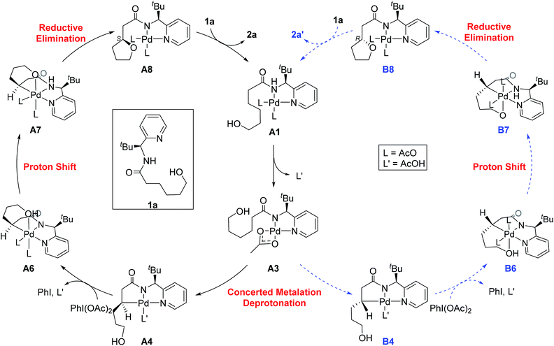 hindered,consequence stereoselective construction of sterically hindered oxaspiro