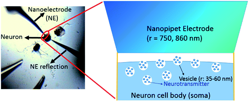 a high spatiotemporal study of somatic exocytosis