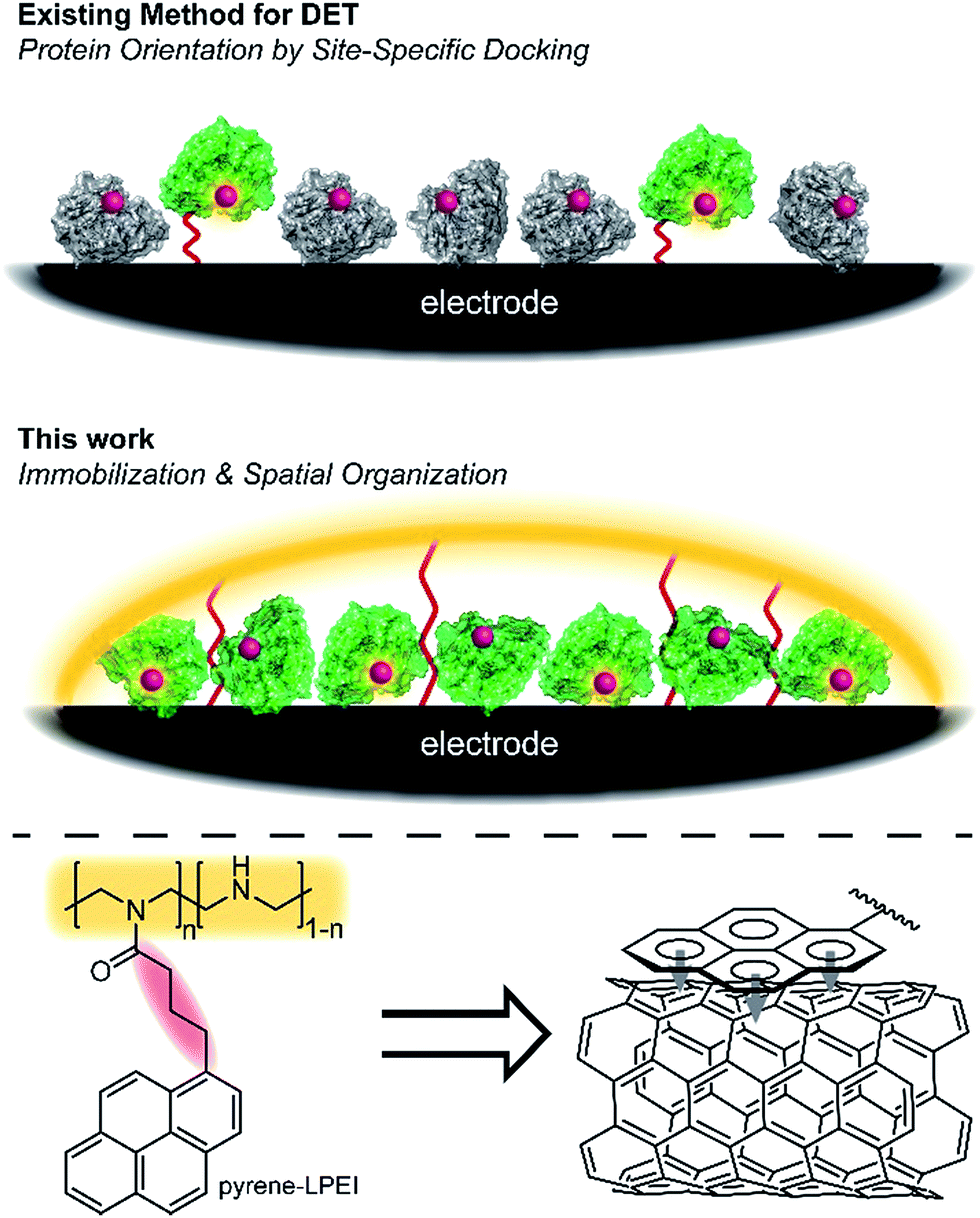 Two methods for immobilization of proteins on an electrode: the docking strategy (upper) and the hydrogel strategy (middle). Active protein is green, while inactive/denatured protein is grey. Pi-stacking of pyrene moieties to bind the hydrogel to the carbon nanotubes (lower). 