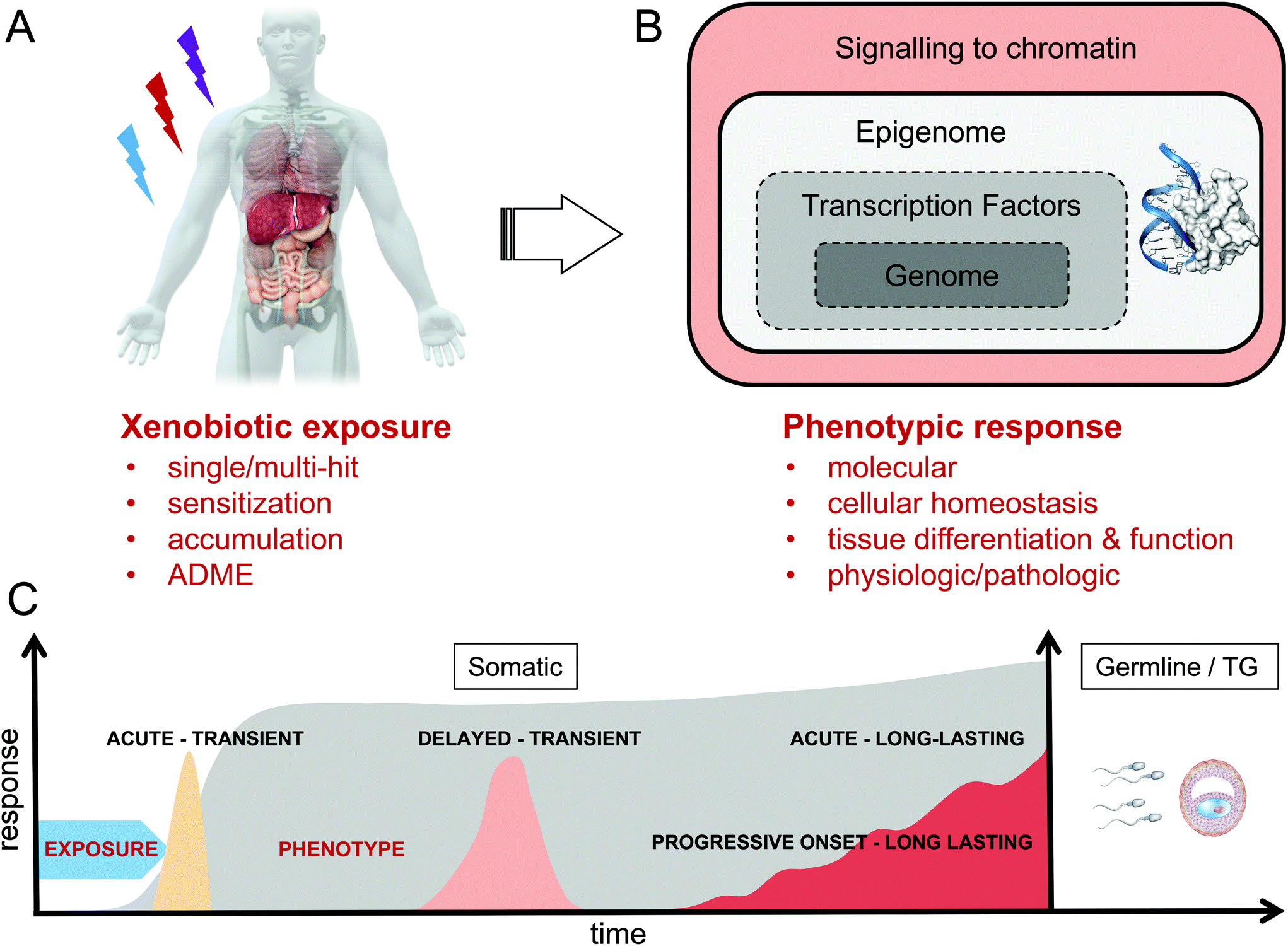 chromatin dynamics underlying latent responses to xenobiotics